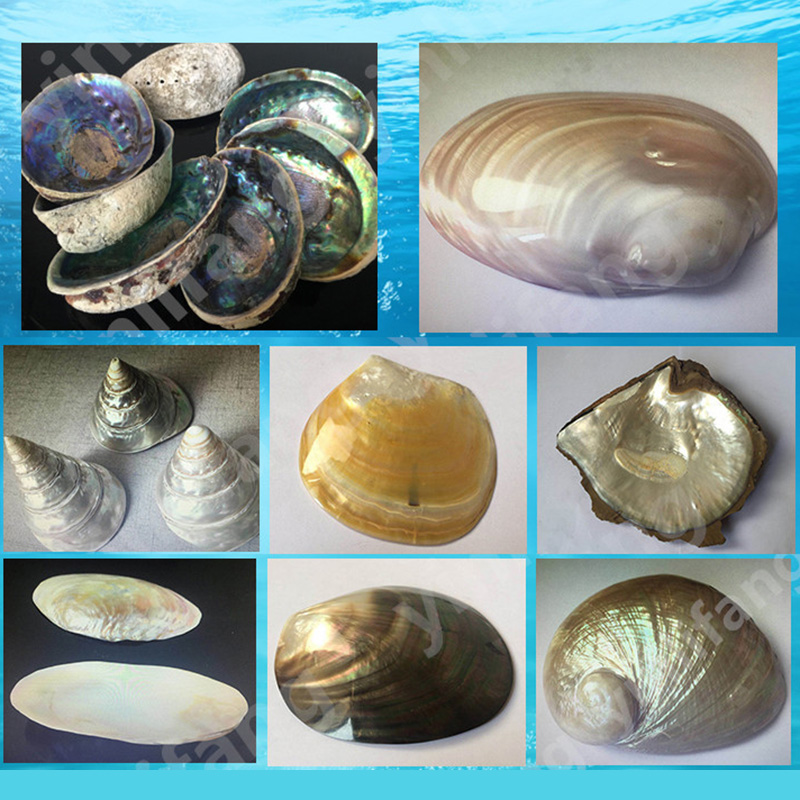 Abalone Sheet Paper for Musica - đánh giá và giá Musical Instrument Jewelry